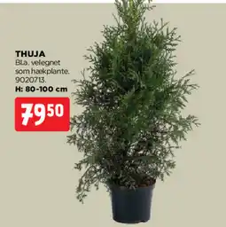 jem & fix THUJA tilbud