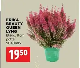 jem & fix ERIKA BEAUTY QUEEN LYNG, DKK 19.5 tilbud