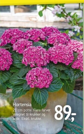 Føtex Hortensia tilbud
