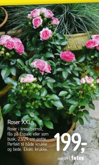 Føtex Roser XXL tilbud