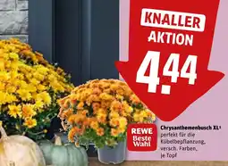 REWE DE Chrysanthemenbusch xl1 tilbud