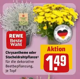 REWE DE Chrysantheme oder stacheldrahtpflanze¹ tilbud