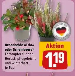REWE DE Besenheide trio oder scheinbeere tilbud