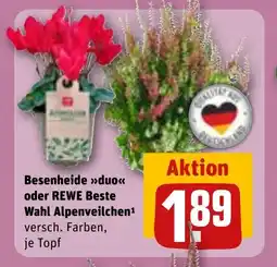REWE DE Besenheide duo oder rewe beste wahl alpenveilchen tilbud