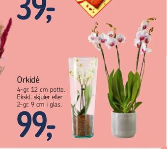 Føtex Orkidé tilbud