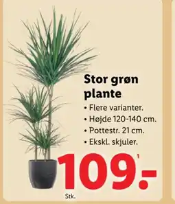 Lidl Stor grøn plante tilbud