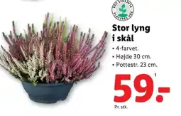 Lidl Stor lyng i skål tilbud