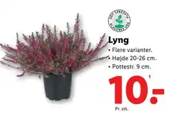 Lidl Lyng tilbud
