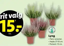 Lidl Lyng tilbud