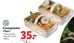 Lidl Pyntegræskar i kurv tilbud