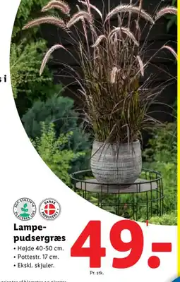 Lidl Lampe- pudsergræs tilbud