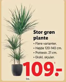 Lidl Stor grøn plante, DKK 109 tilbud