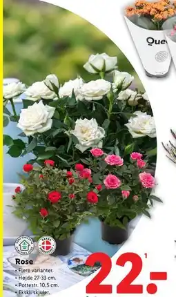 Lidl Rose, DKK 22 tilbud