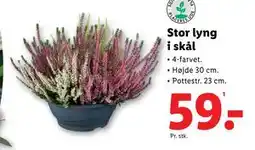 Lidl Stor lyng i skål, DKK 59 tilbud