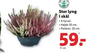 Lidl Stor lyng i skål, DKK 59 tilbud