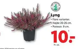 Lidl Lyng, DKK 10 tilbud