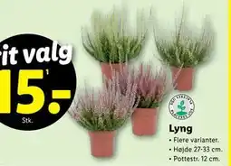 Lidl Lyng, DKK 15 tilbud