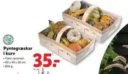 Lidl Pyntegræskar i kurv, DKK 35 tilbud