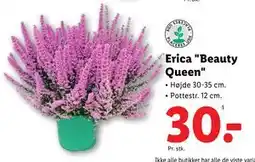 Lidl Erica Beauty Queen, DKK 30 tilbud
