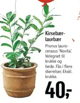 Føtex Kirsebær- laurbær tilbud