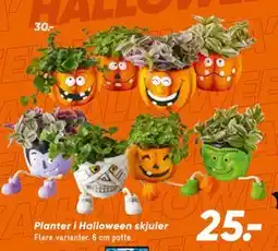 Bilka Planter i Halloween skjuler tilbud