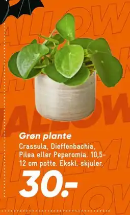 Bilka Grøn plante, DKK 30 tilbud