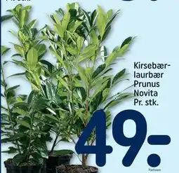 REMA 1000 Kirsebærlaurbær Prunus Novita Pr. stk., DKK 49 tilbud