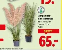 Lidl Stor pampas- eller zebragræs, DKK 65 tilbud