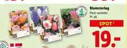 Lidl Blomsterløg, DKK 19 tilbud