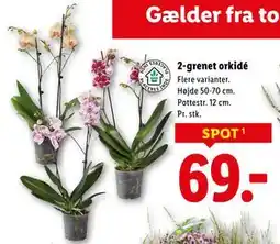 Lidl 2-grenet orkidé, DKK 69 tilbud