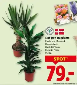 Lidl Stor grøn stueplante, DKK 79 tilbud