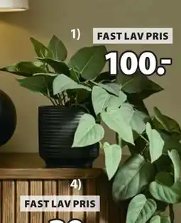 JYSK ANDERSEN kunstig plante, DKK 100 tilbud