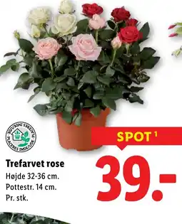 Lidl Trefarvet rose tilbud