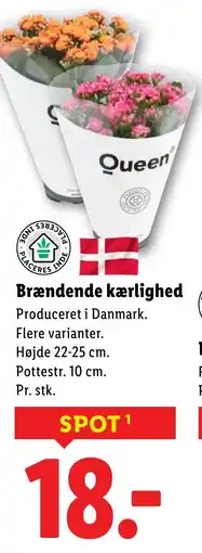 Lidl Brændende kærlighed tilbud