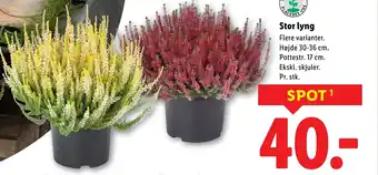 Lidl Stor lyng tilbud