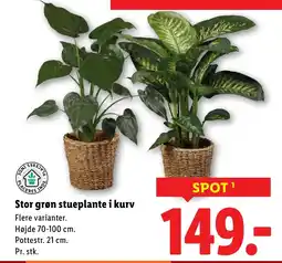 Lidl Stor grøn stueplante i kurv tilbud