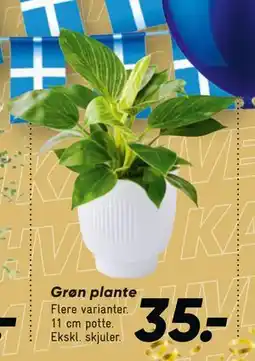Bilka Grøn plante, DKK 35 tilbud