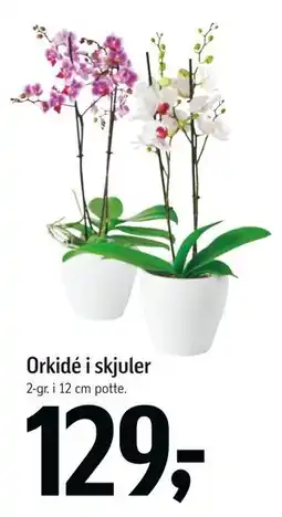 Føtex Orkidé i skjuler, DKK 129 tilbud