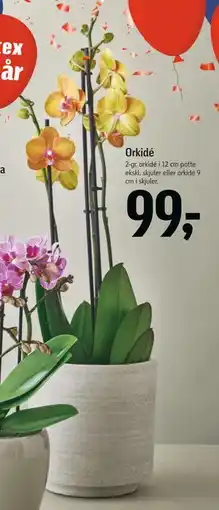 Føtex Orkidé, DKK 99 tilbud