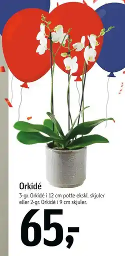 Føtex Orkidé, DKK 65 tilbud