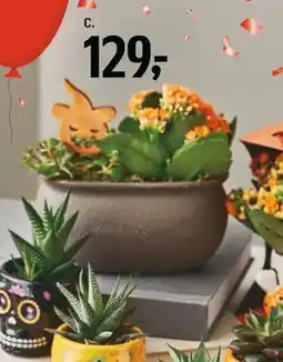 Føtex Halloween dekoration, DKK 129 tilbud