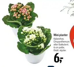 Føtex Mini planter, DKK 6 tilbud