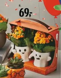 Føtex 2 stk. Kalanchoe i skjuler og gaveæske, DKK 69 tilbud