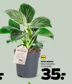 Netto Grøn plante, DKK 35 tilbud