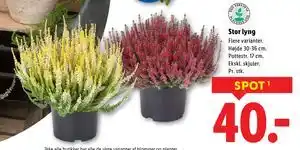 Lidl Stor lyng, DKK 40 tilbud