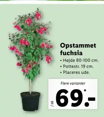 Opstammet fuchsia