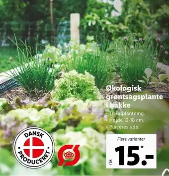 Let-Køb Økologisk grøntsagsplante i bakke tilbud