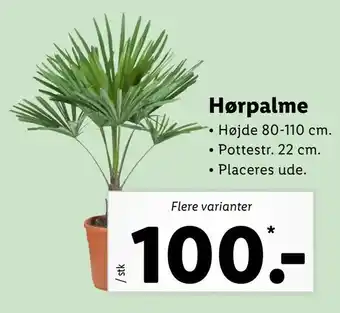 Hørpalme