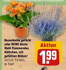 REWE DE Besenheide gefärbt oder REWE Beste Wahl Flammendes Käthchen, mit gefüllten Blüten tilbud
