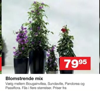 Blomstrende mix